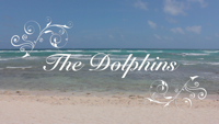 The Dolphins